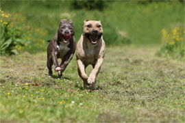 Déclaration de chiens dangereux à Beauvais